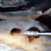 microdissection_drill2